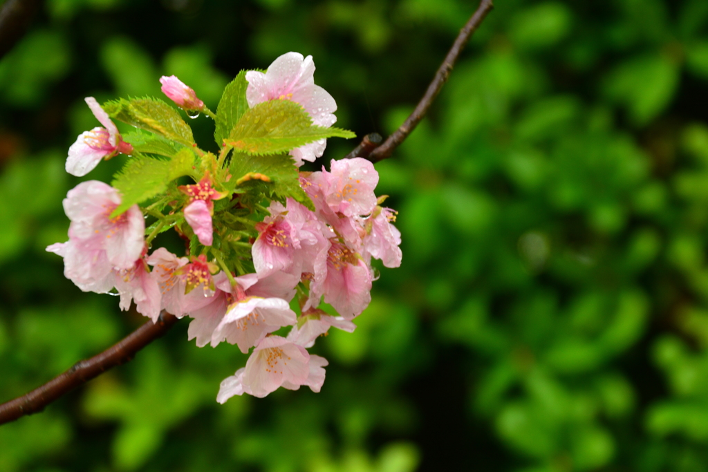湊川神社の遅咲き桜