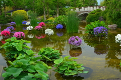 花影の池