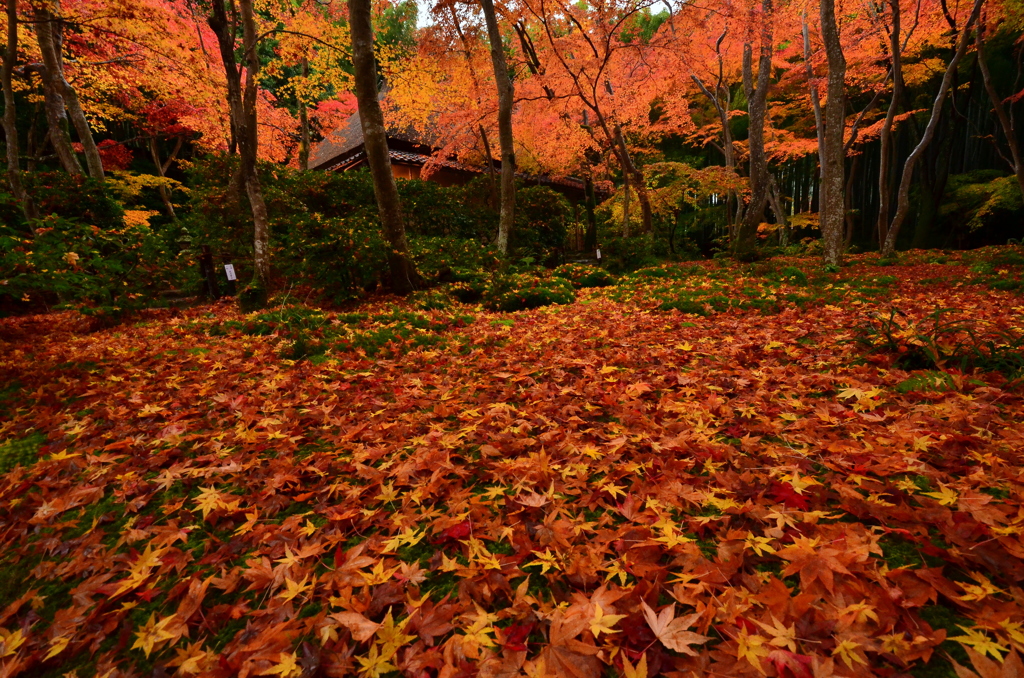 錦秋の祇王寺１