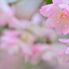 花の命は短くて