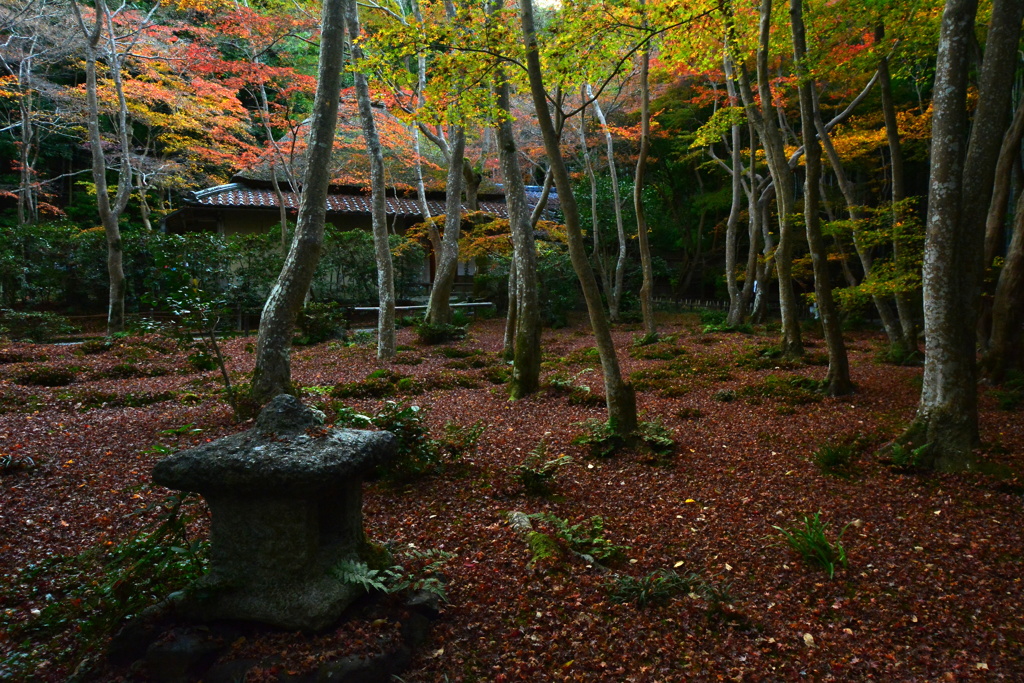 初冬の祇王寺３