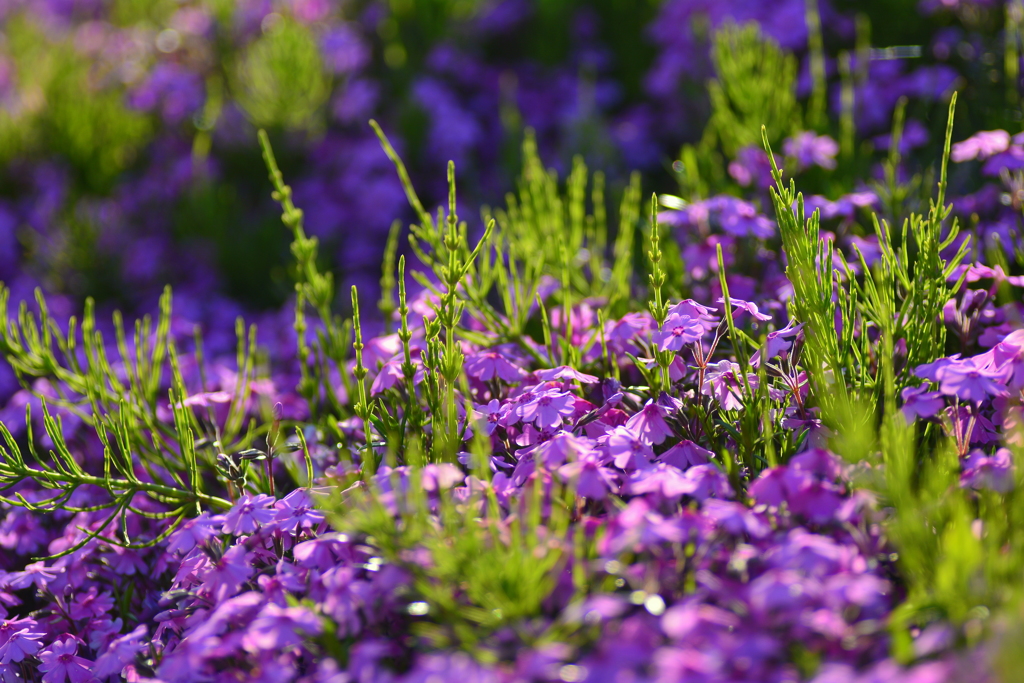 スギナと芝桜
