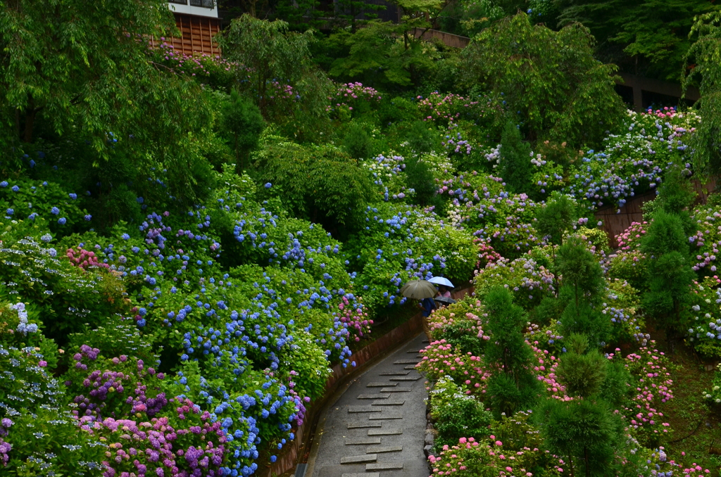 白山・桜あじさい苑１