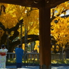 西本願寺・手水舎にて
