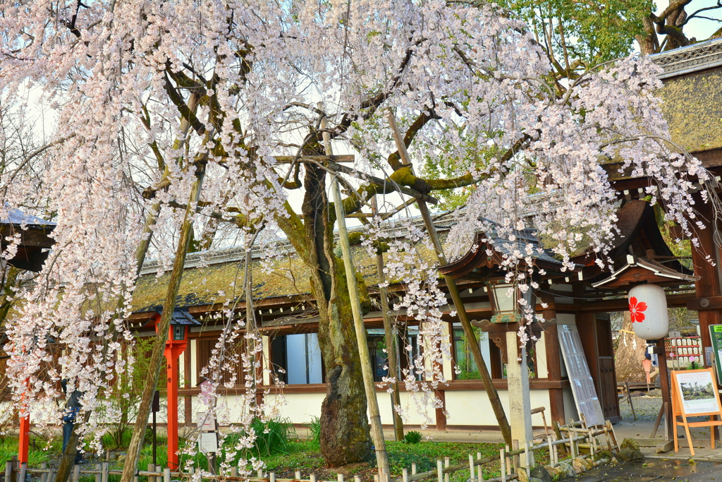 平野神社の枝垂桜２