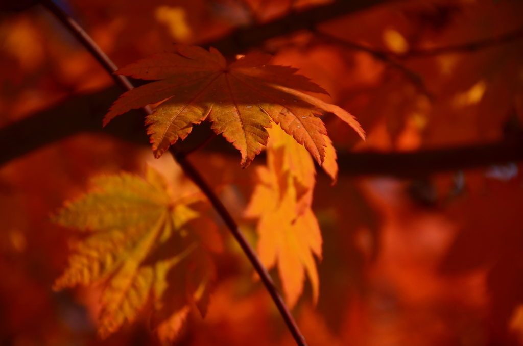 信州紅葉スナップ２