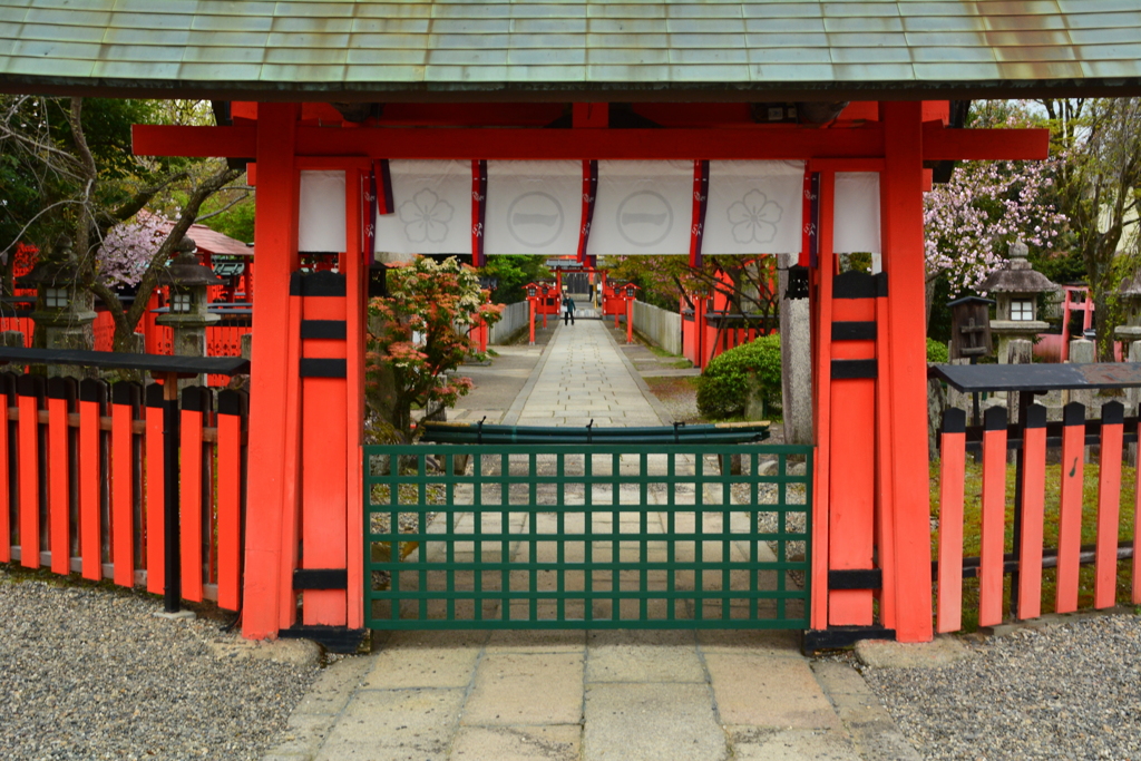 車折神社参道・桜