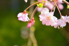 車折神社裏参道の桜