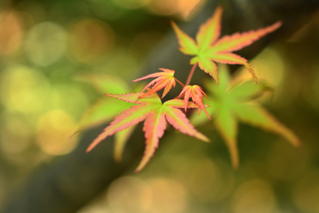 西院野々宮神社の青紅葉３