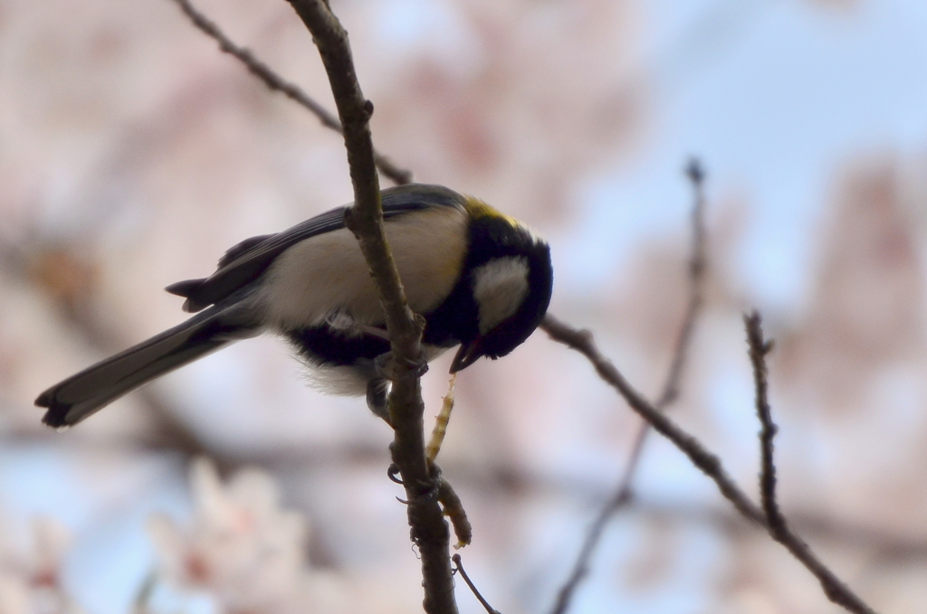 桜と四十雀