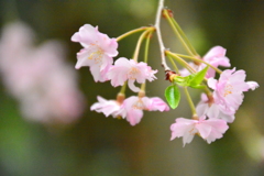 車折神社の桜２