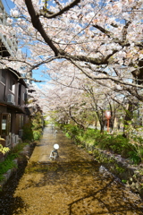 木屋町・高辻橋の桜２