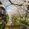 木屋町・高辻橋の桜２