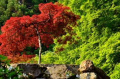 初夏の紅葉