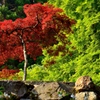 初夏の紅葉