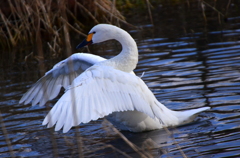 白鳥の羽ばたき２