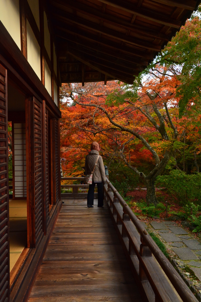 宝筐院の紅葉６