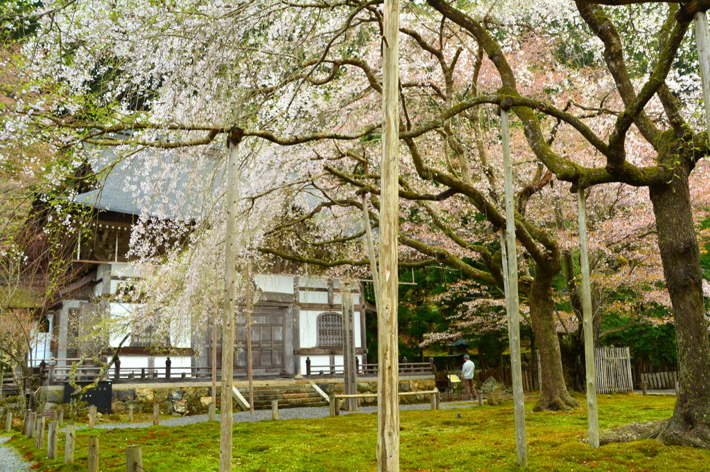 常照皇寺・九重桜１