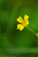 小さな小さな花