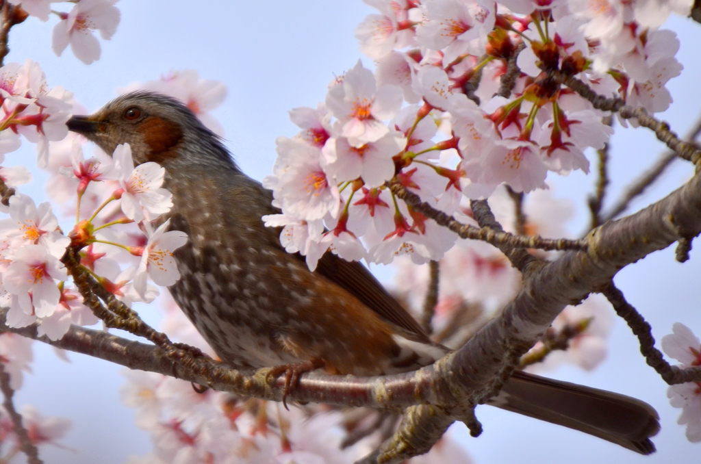 桜にヒヨドリ