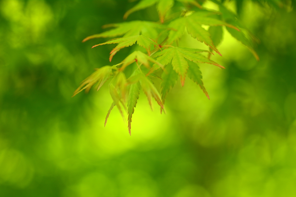 晩春から初夏へ