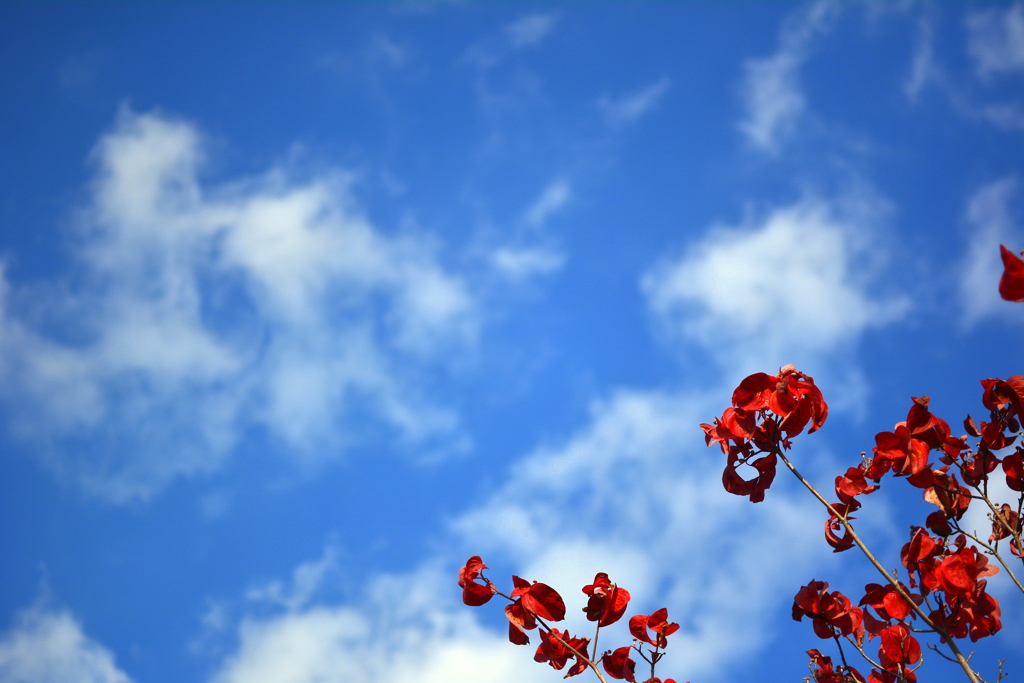 爽やかな秋の空