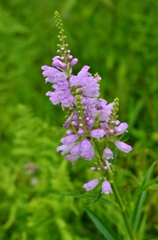 湿原の花１　ハナトラノオ