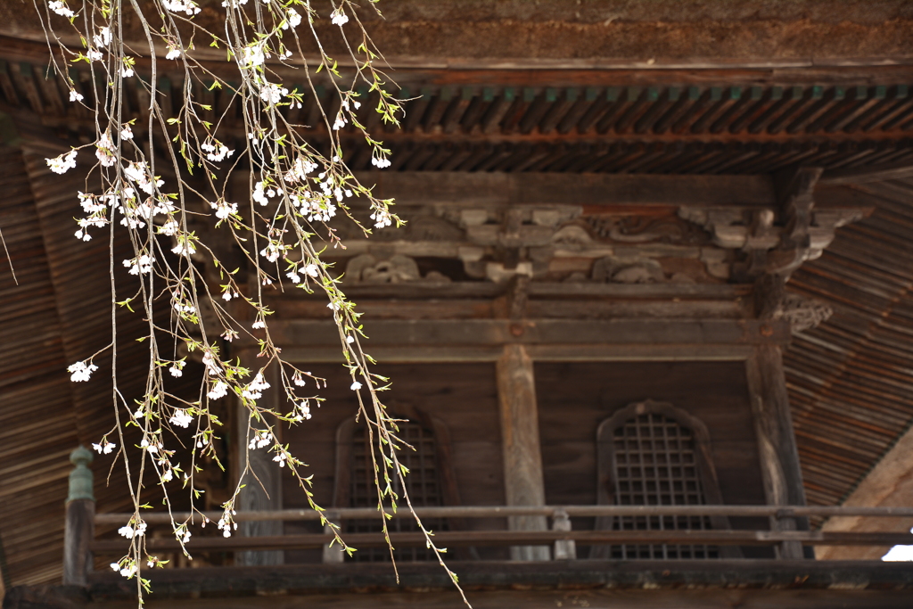 霊松寺・山門の枝垂桜