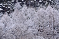 唐花見湿原の霧氷