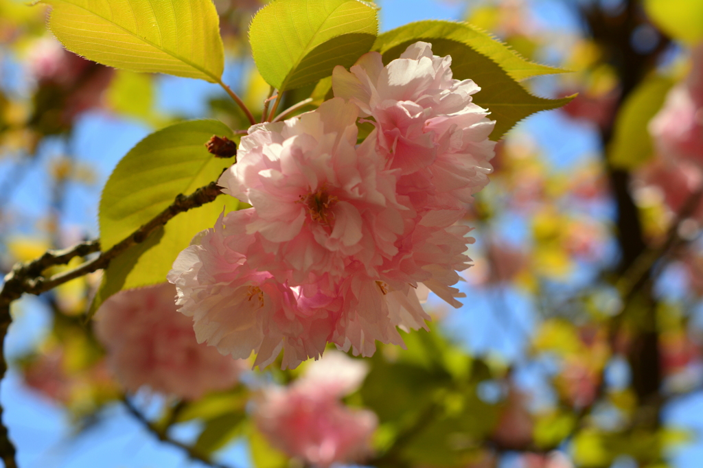 遅咲き桜2016