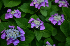 紫陽花花盛り１