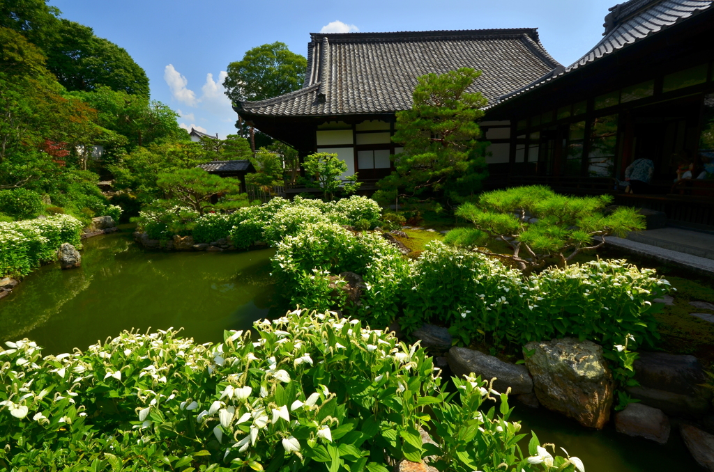 建仁寺両足院・庭園４