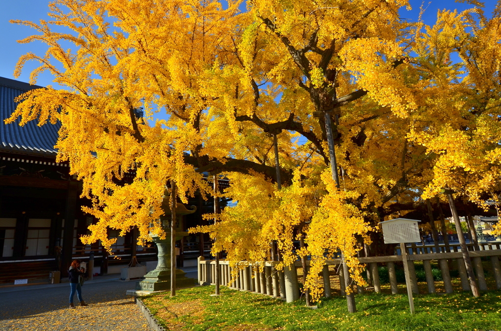 西本願寺の大銀杏