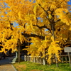 西本願寺の大銀杏