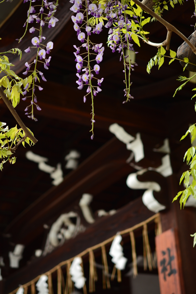 西院春日神社の六尺藤１