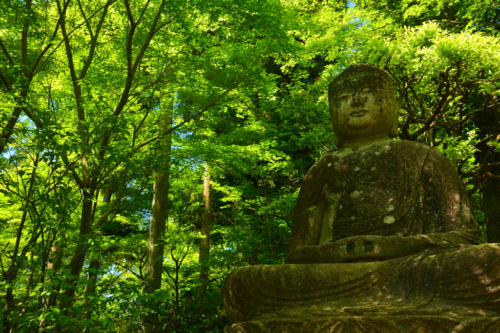 新緑の龍安寺参道３