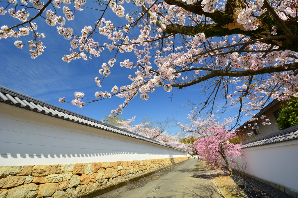 勧修寺・参道の桜