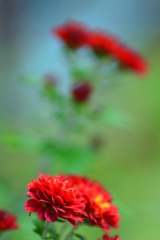 赤茶色の小菊