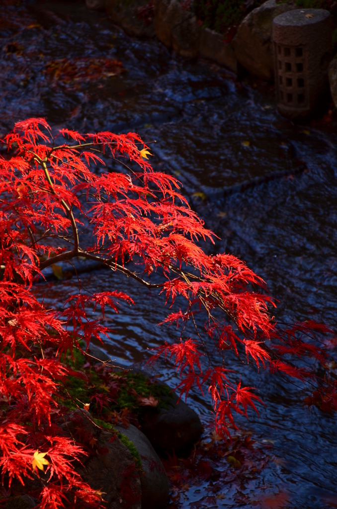 永観堂・小川の紅葉