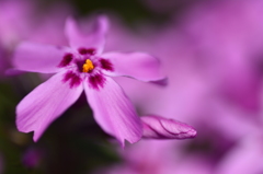 高原の芝桜・紫