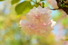 遅咲き桜「泰山府君」