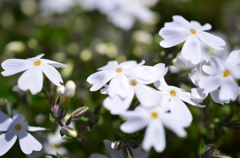 芝桜・白