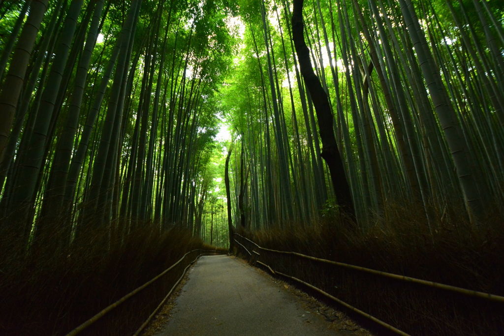 嵯峨野・竹林の道