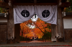 総本山光明寺・薬医門