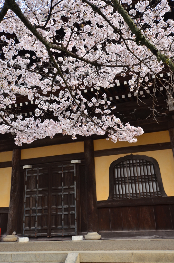 南禅寺法堂の桜