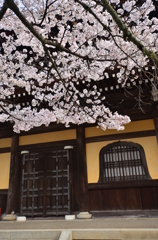 南禅寺法堂の桜