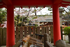 車折神社・手水舎の桜１
