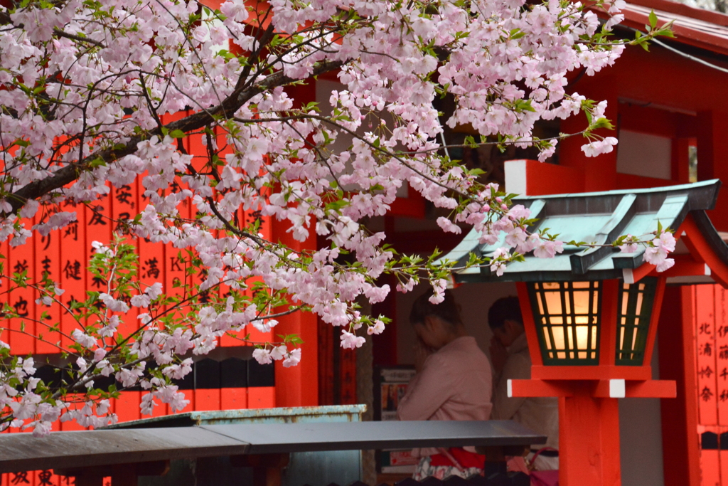 芸能神社の桜４