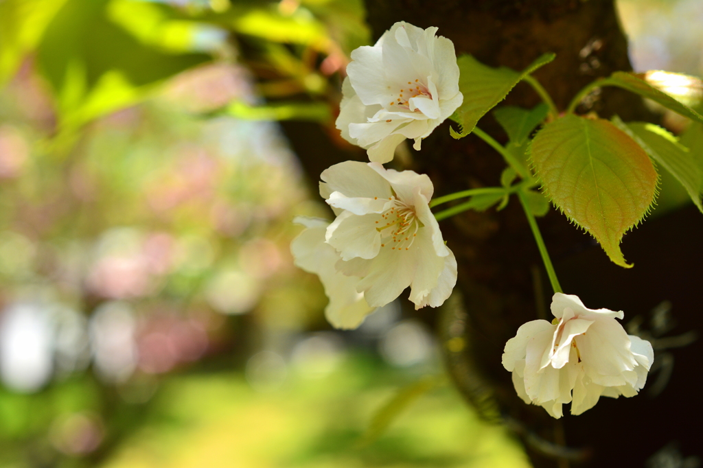 遅咲き桜「琴平」