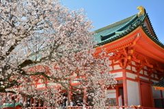 平安神宮大極殿・左近の桜